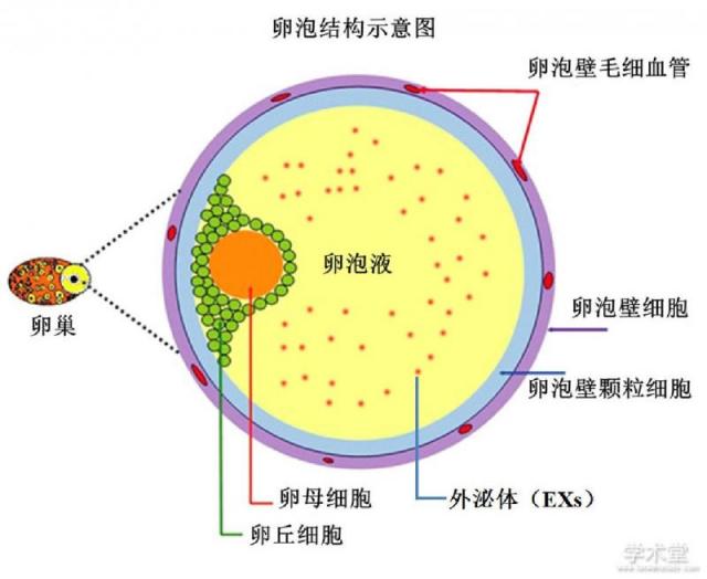 颠覆性发现:同卵双胞胎的遗传物质并不完全相同,在胚胎早期就开始出现遗传差异(图7) 同卵双胞胎_同卵和异卵双胞胎_同卵双胞胎