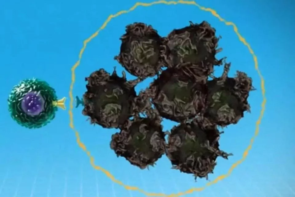 nk细胞
