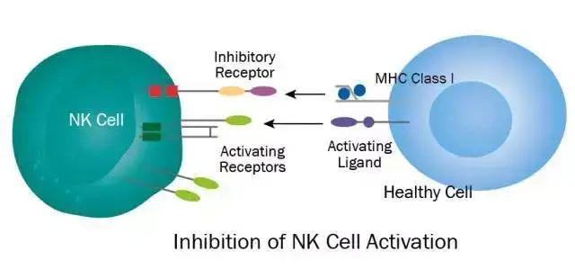 nk细胞_nk细胞是什么_nk t细胞淋巴瘤