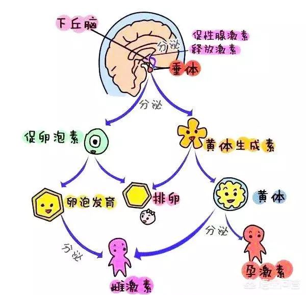 黄体素高是什么原因(图2) 月经黄体和妊娠黄体_促黄体生成素_黄体素