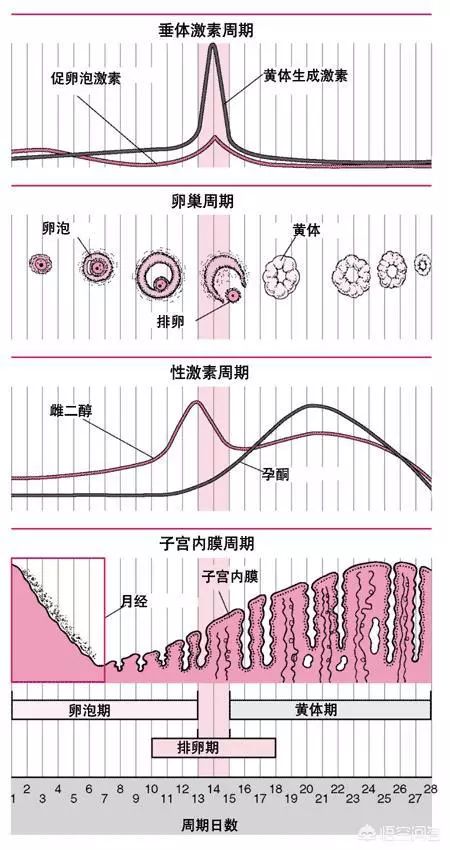 黄体素高是什么原因(图4) 月经黄体和妊娠黄体_黄体素_促黄体生成素