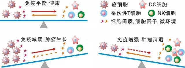nk细胞