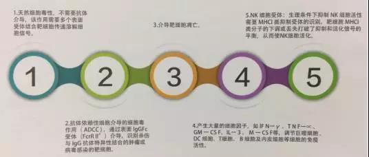 nk细胞
