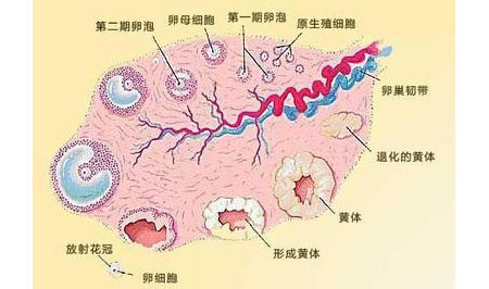 卵泡期促黄体生成素_黄体期_卵泡期黄体生成素偏低