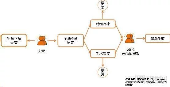 辅助生殖