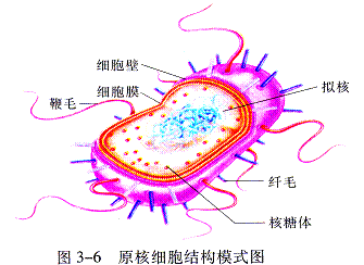 细胞核是遗传信息库,是细胞_红细胞_凋亡细胞与坏死细胞