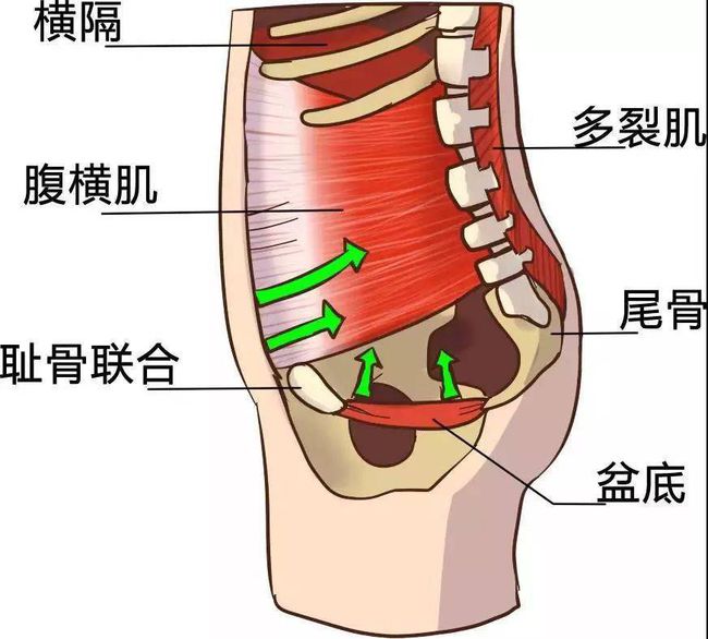 盆底肌修复_盆底肌康复训练_盆底肌康复有用吗