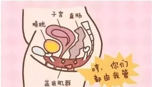 盆底肌修复