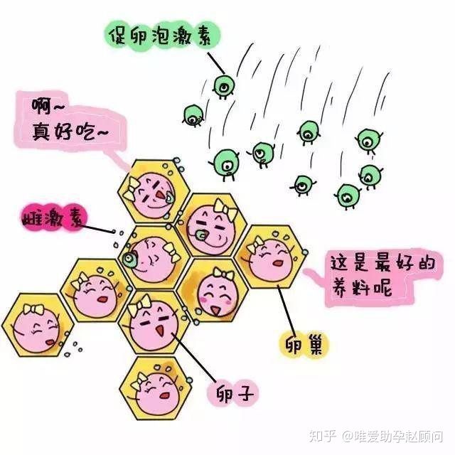 雌激素低怎么办