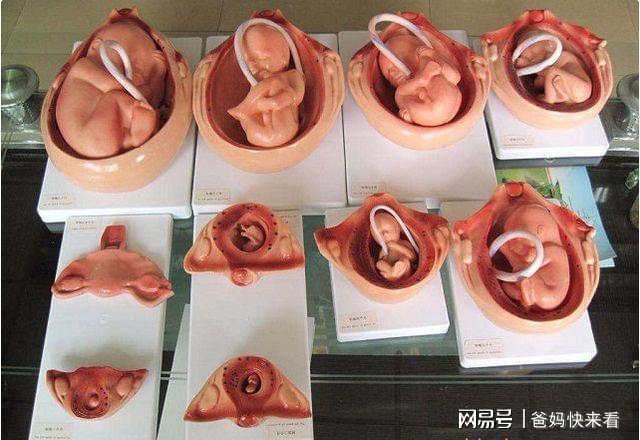 多胎妊娠_足月妊娠胎心率是多少_足月妊娠正常胎心音