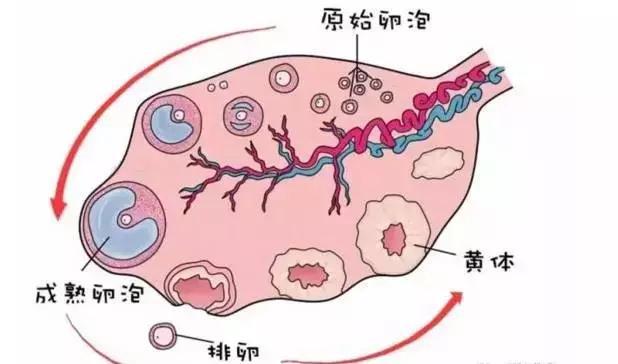 辅助生殖_辅助生殖哪个便宜_便宜的辅助生殖医院是哪家