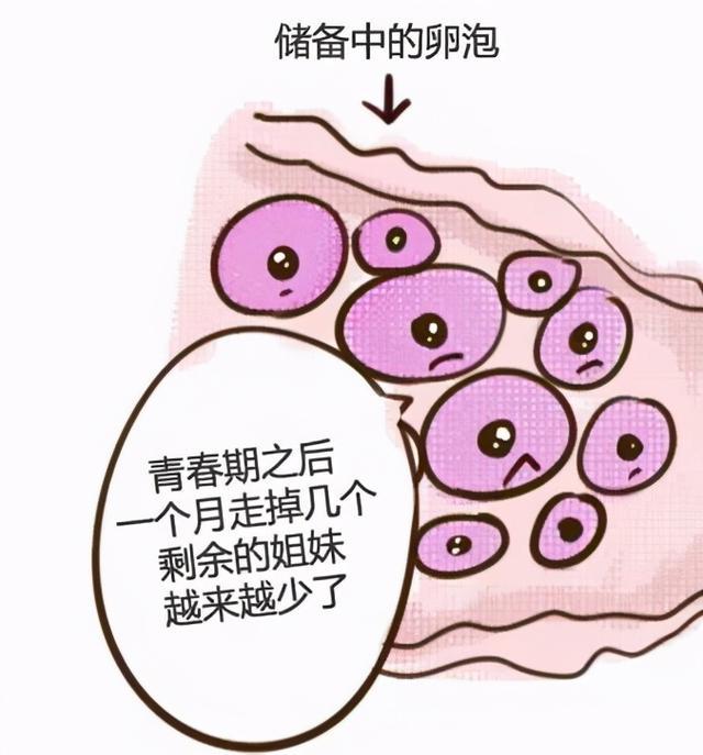 窦卵泡计数_有卵泡不排卵泡会变成什么_卵泡与卵泡囊肿