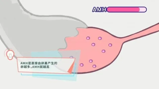窦卵泡计数_有卵泡不排卵泡会变成什么_卵泡与卵泡囊肿