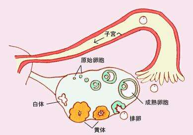 窦卵泡计数