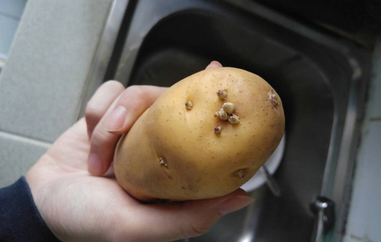 孕妇可以吃土豆吗_土豆怎样吃可以丰胸_孕妇可以吃枸杞吃枸杞吗