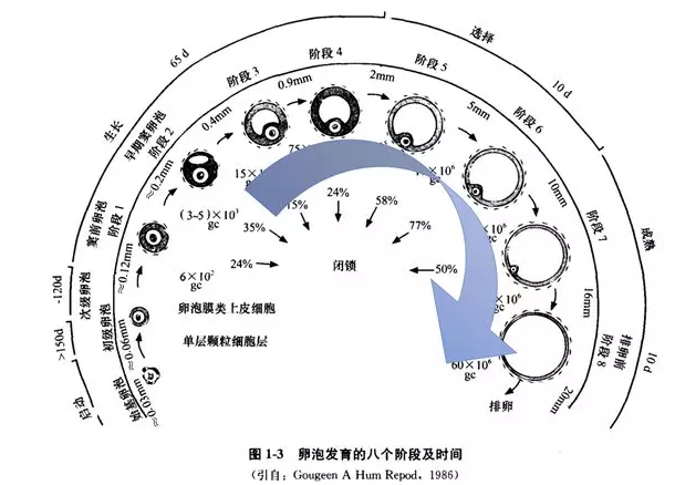 窦卵泡计数