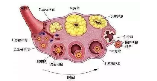 窦卵泡计数