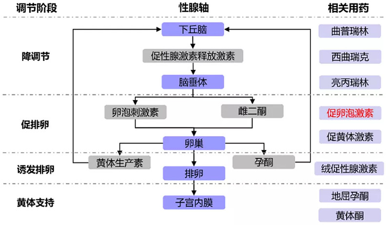 辅助生殖