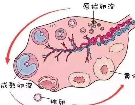 窦卵泡计数_卵泡萎缩卵泡黄素化_穿刺大卵泡,小卵泡能长大吗