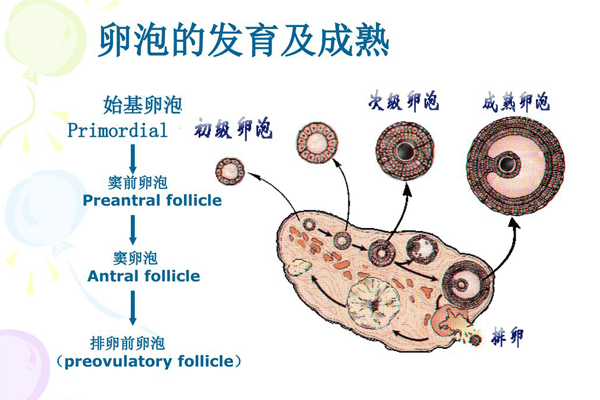 窦卵泡