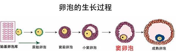 穿刺大卵泡,小卵泡能长大吗_窦卵泡计数_卵泡萎缩卵泡黄素化