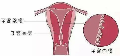 子宫内膜薄_子宫双层内膜厚度多少正常_子宫双层内膜厚度3mm