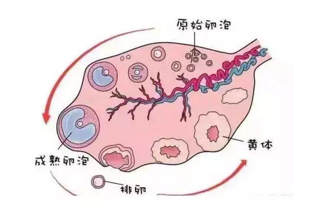 窦卵泡计数_穿刺大卵泡,小卵泡能长大吗_穿刺大卵泡,小卵泡能长大吗