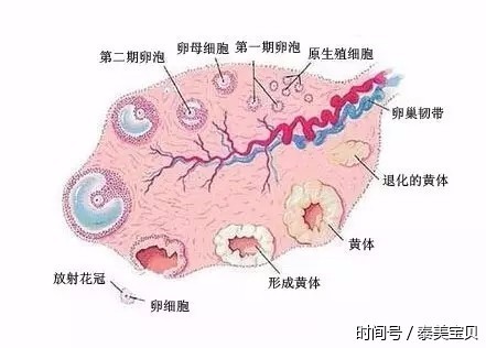 窦卵泡计数_穿刺大卵泡,小卵泡能长大吗_穿刺大卵泡,小卵泡能长大吗