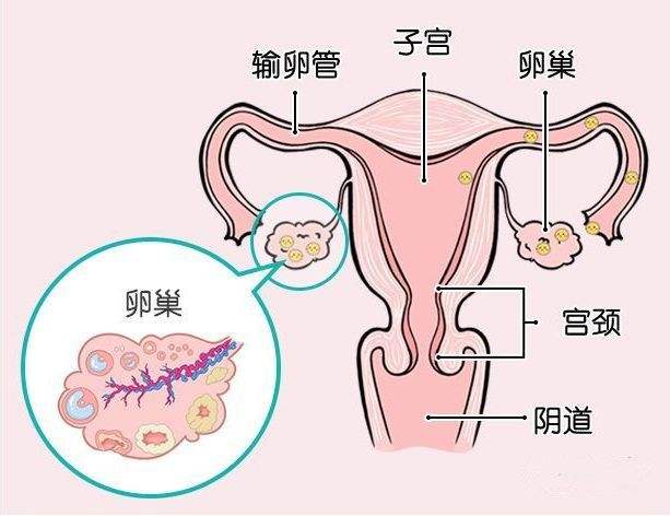穿刺大卵泡,小卵泡能长大吗_穿刺大卵泡,小卵泡能长大吗_窦卵泡计数