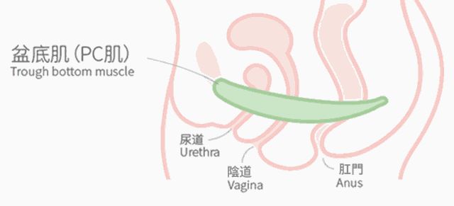 盆底肌修复