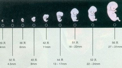 单胎妊娠是什么意思_多胎妊娠_足月妊娠胎心率