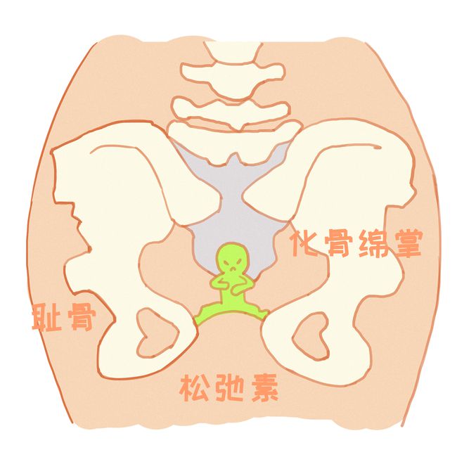 盆底肌康复有用吗_盆底肌修复_盆底肌松弛怎么办