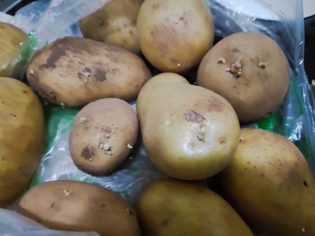 孕妇可以吃土豆吗_鱼可以和土豆一块吃吗_孕妇吃西瓜可以吃多少