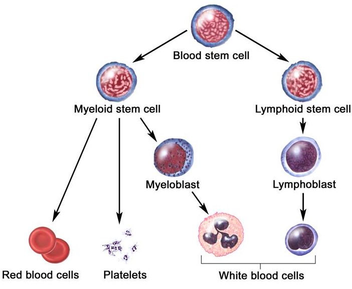 nk细胞_nk细胞是什么_nk细胞偏低