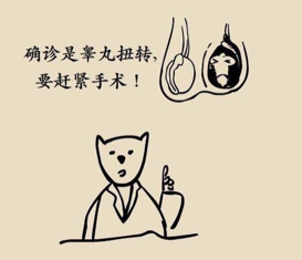 “蛋蛋”扭转怎么办?这几件事情最好提前知道