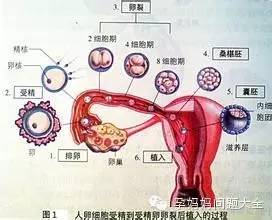 着床降温什么意思_着床降温体温图_着床降温