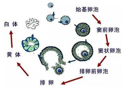 滤泡期短的话黄体期会延长吗_黄体期_月经黄体和妊娠黄体
