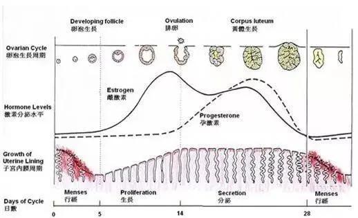 月经黄体和妊娠黄体_滤泡期短的话黄体期会延长吗_黄体期