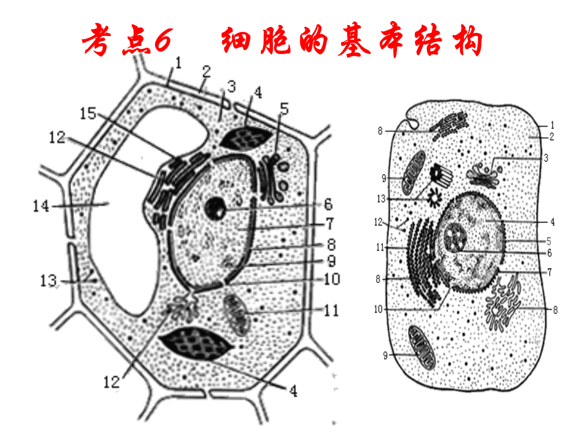 细胞附红体 猪瘟和猪丹毒的治疗_红细胞_环孢菌素a抑制哪种细胞th细胞