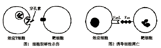 环孢菌素a抑制哪种细胞th细胞_细胞附红体 猪瘟和猪丹毒的治疗_红细胞