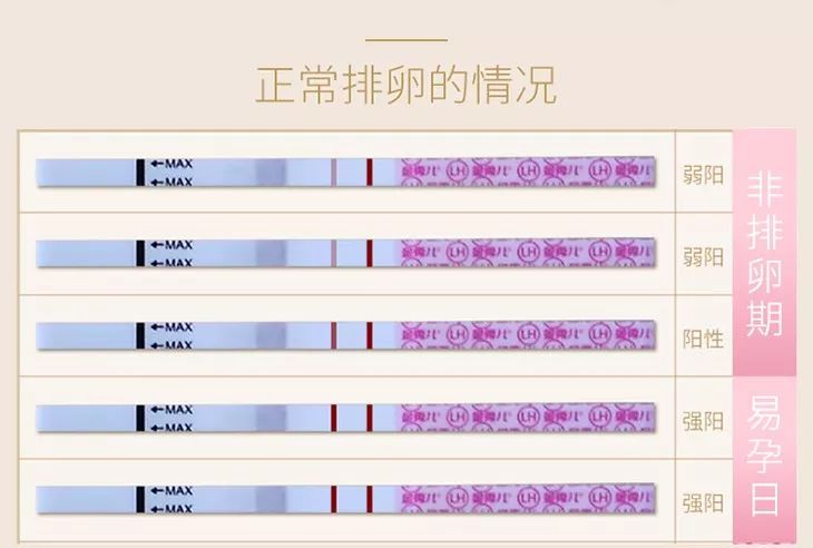 排暖试纸强阳多久排卵_排卵试纸强阳后多久会排卵_排卵试纸强阳