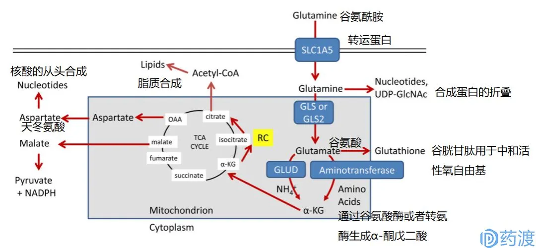 红细胞_ins 1细胞是什么细胞_成熟细胞比幼嫩细胞对生长素更敏感