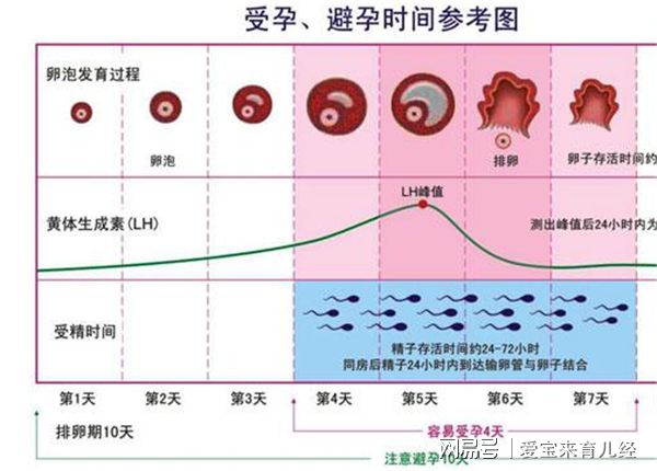 排卵试纸强阳_排卵试纸强阳后多久会排卵_试纸强阳后多久排卵