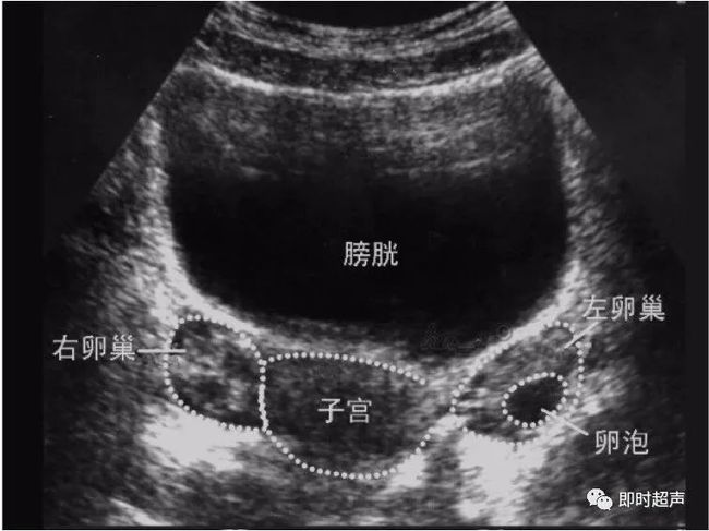 排卵试纸强阳后多久会排卵_排卵试纸强阳_试纸强阳后多久排卵