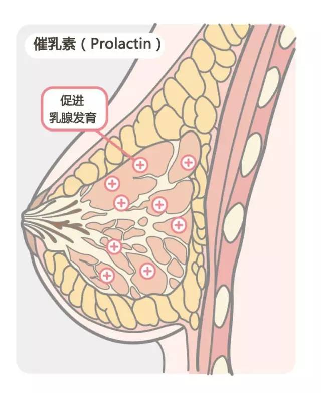 催乳师催乳方法有哪些_催乳师常用的催乳方法_催乳激素