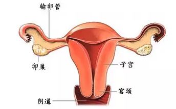 什么是宫腔镜检查_宫腔环境检查_宫腔镜检查?