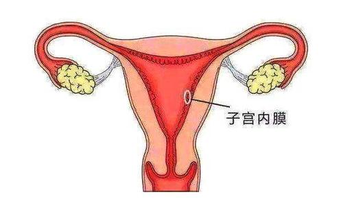 子宫内膜厚度_子宫双层内膜厚度3mm_内膜厚度多少正常受孕