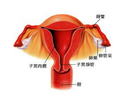 子宫内膜厚度_内膜厚度多少正常受孕_子宫双层内膜厚度3mm