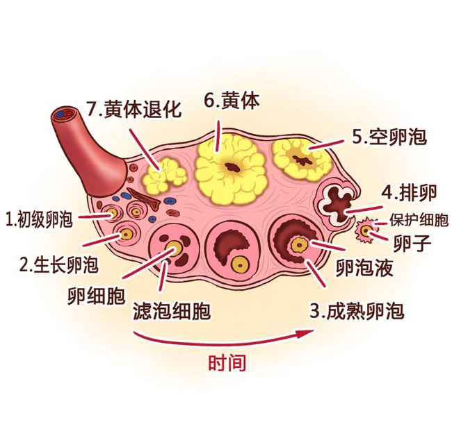 卵泡期黄体生成素偏高_促黄体生成素卵泡期_黄体期