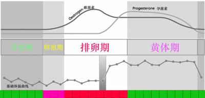 黄体期_促黄体生成素卵泡期_卵泡期黄体生成素偏高